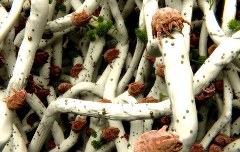 Carpet carpets and allergies promotion