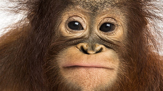 Opinion: One from the heart - Our full report - Promo