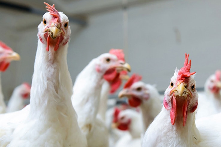 16nov chicken campylobacter