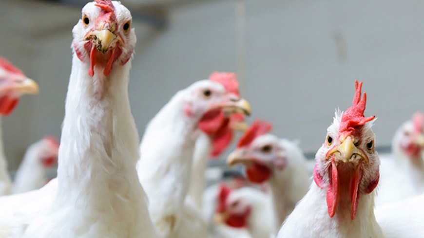 16nov chicken campylobacter