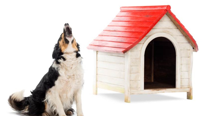 10may doglaw barkingdog