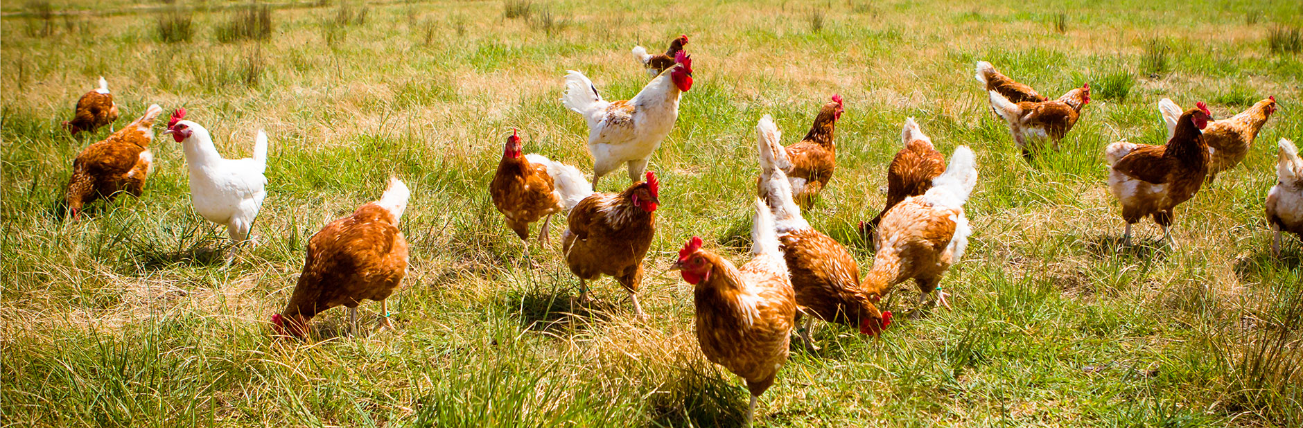 17jun free range eggs hero