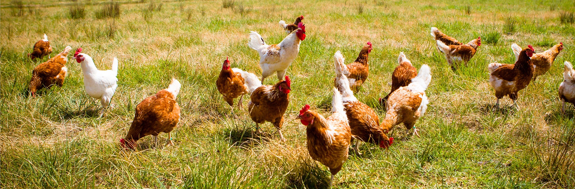 17jun free range eggs hero