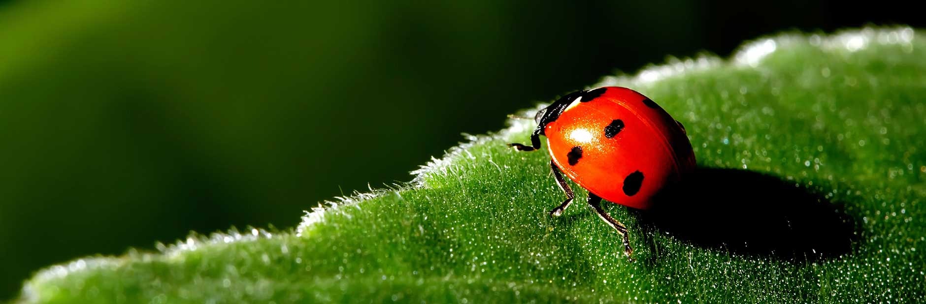 Ladybug on leaf