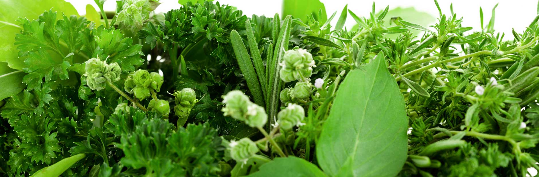 08aug growingherbs hero