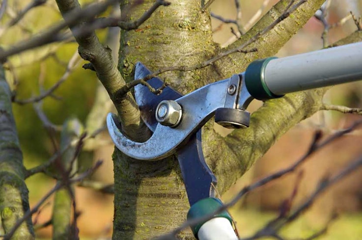 If branches of your neighbour's tree encroach on your land, you can cut them back to the boundary line.