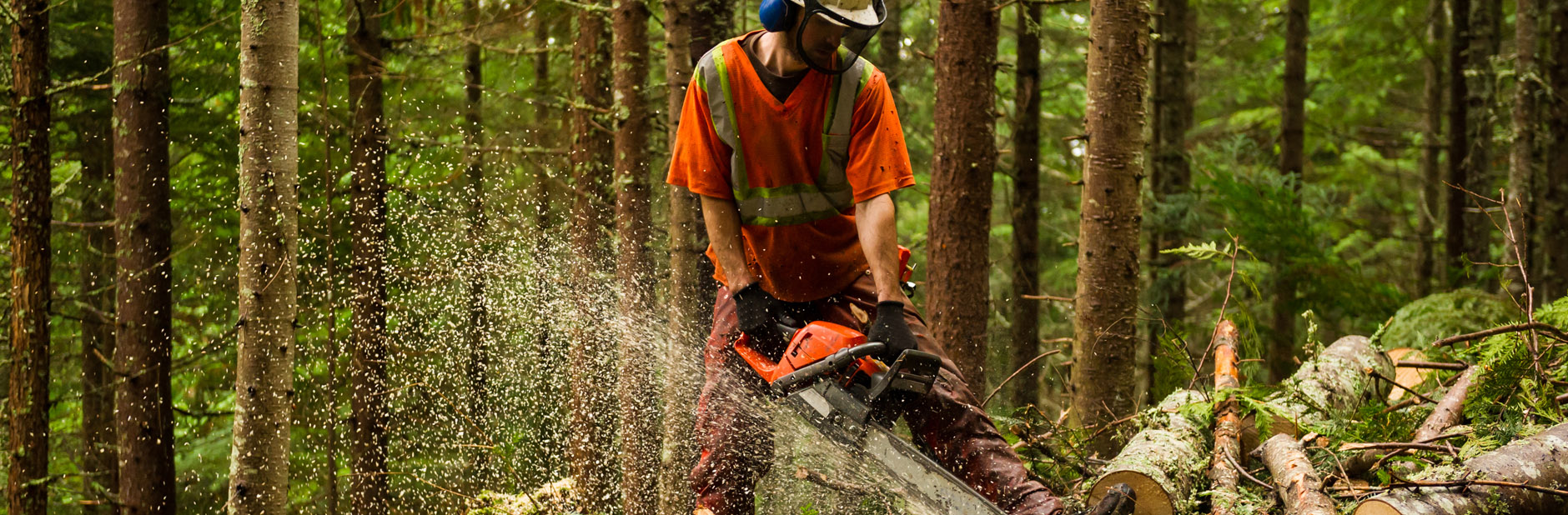 Man cutting tree with chainsaw