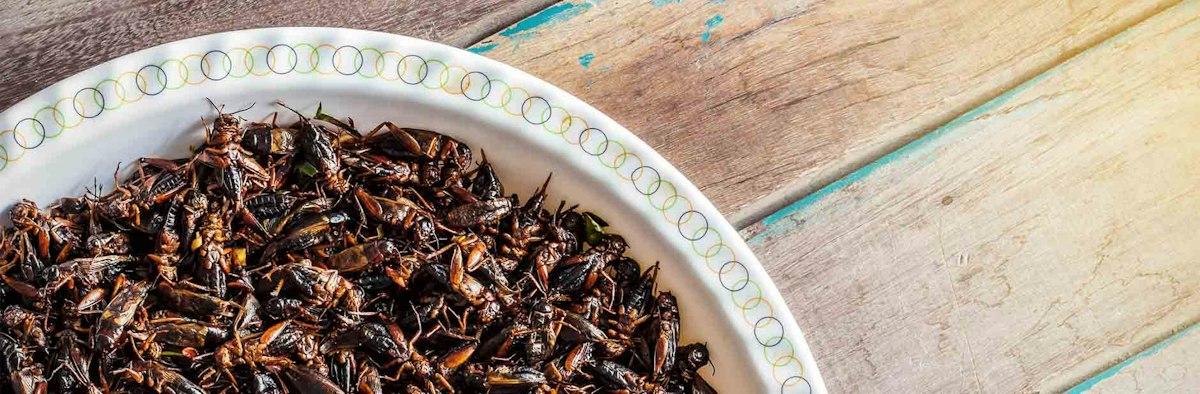 Alternative proteins: Insect and hemp foods — Consumer NZ