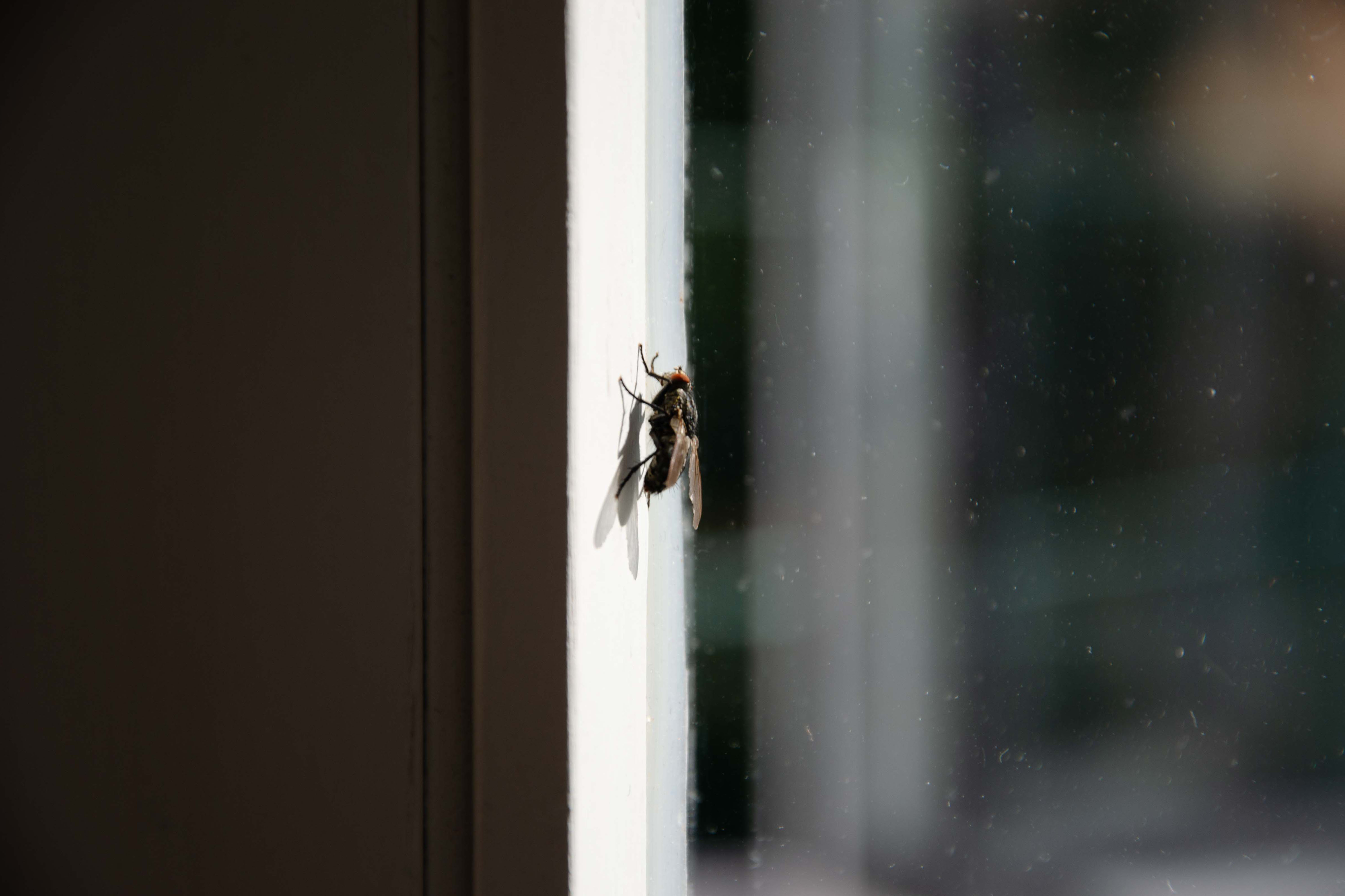 Fly on window width