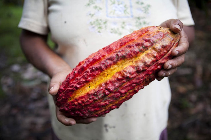 20nov ethical cocoa bean