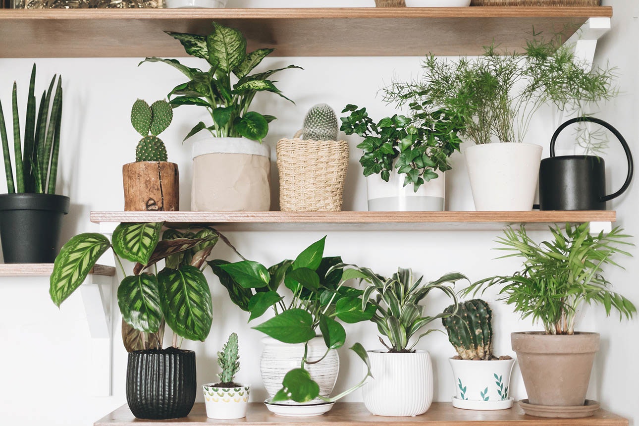 21jan house plants promo