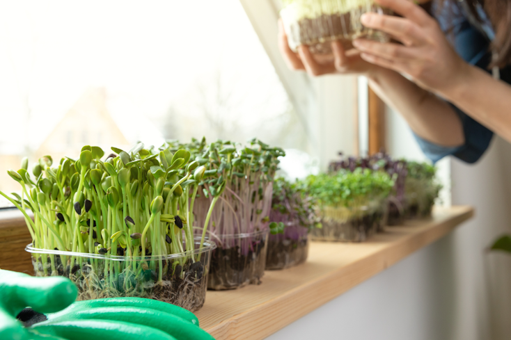 Microgreens article width