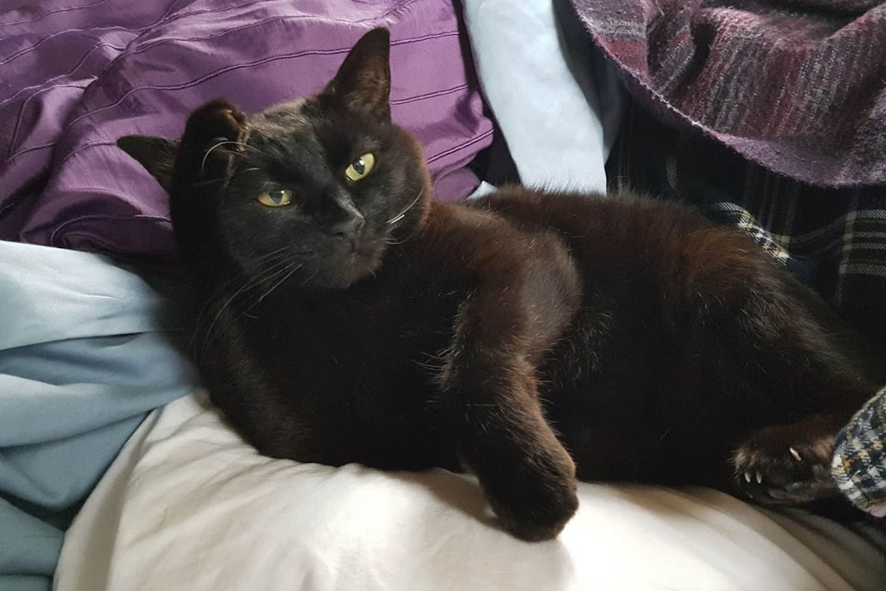 21sep catteries kennels promo