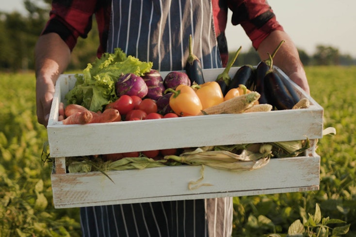 Oragnice produce width