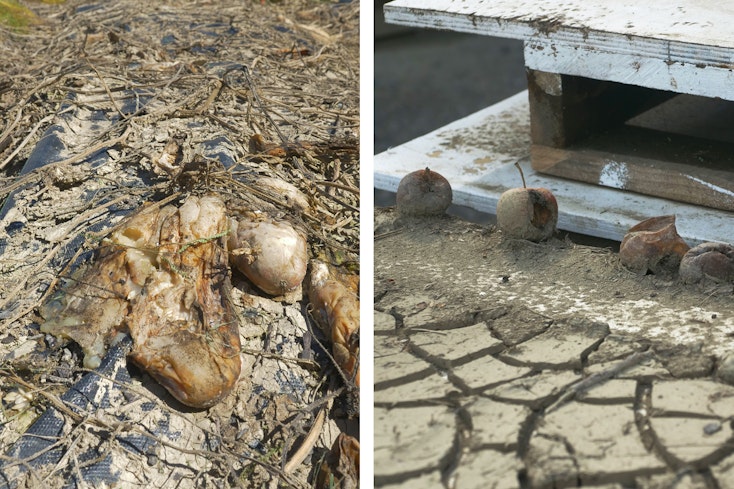 Rotting fruits veggies width