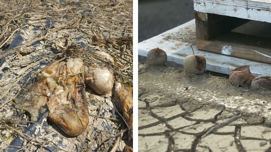 Rotting fruits veggies width