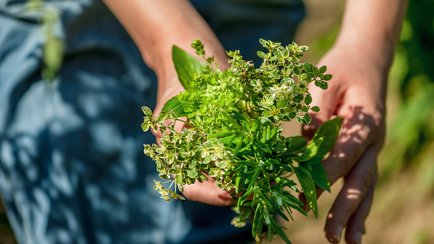 22aug do your herbs and spices contain arsenic cadmium or lead herb width