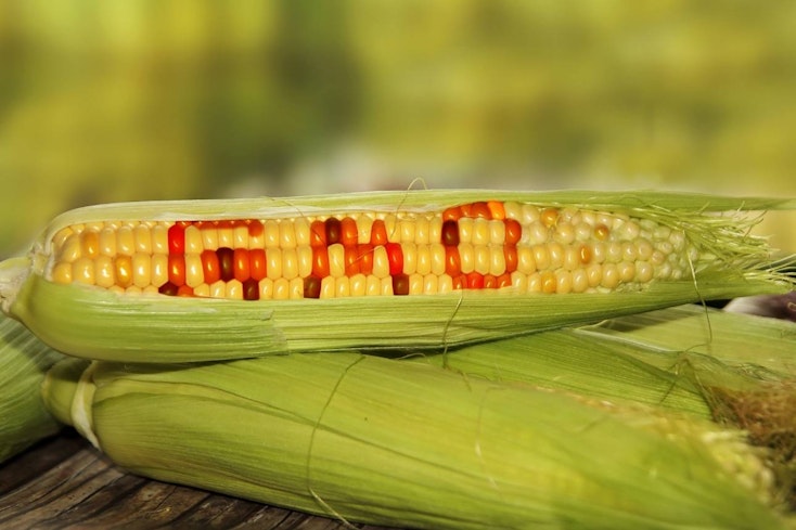 Image of corn