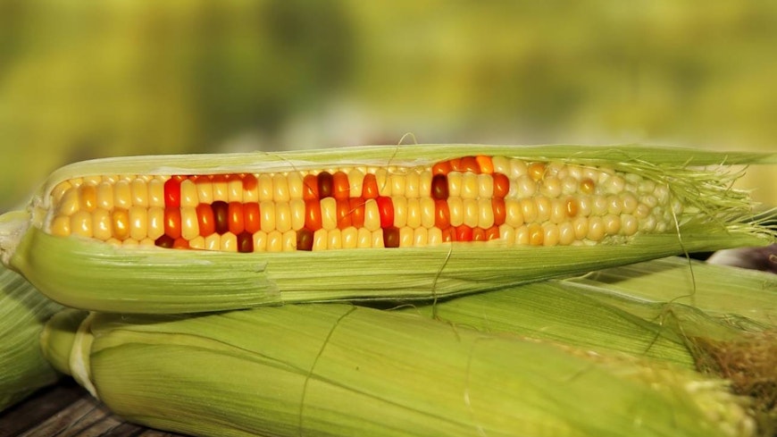 Image of corn