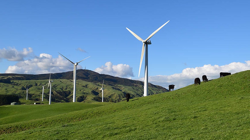 Wind turbines on cattle farm.