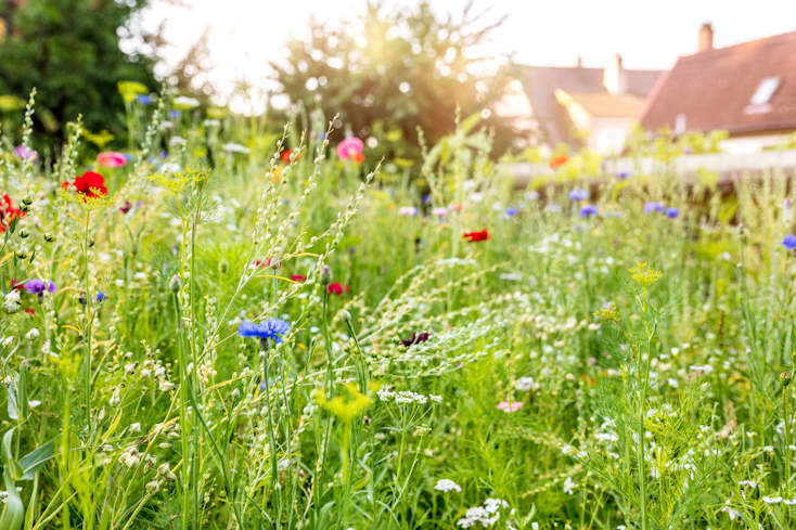 Image of a meadow