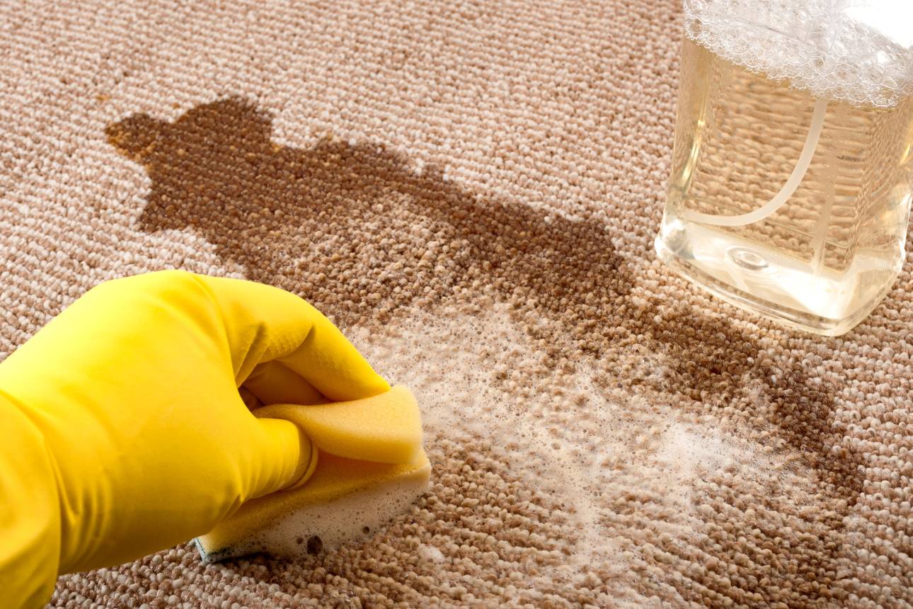 Image of person cleaning stain off carpet