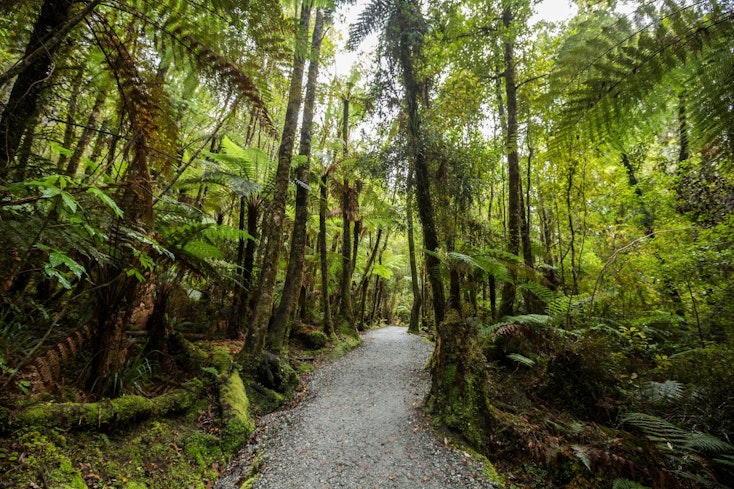 Image of a native forest in New Zealand