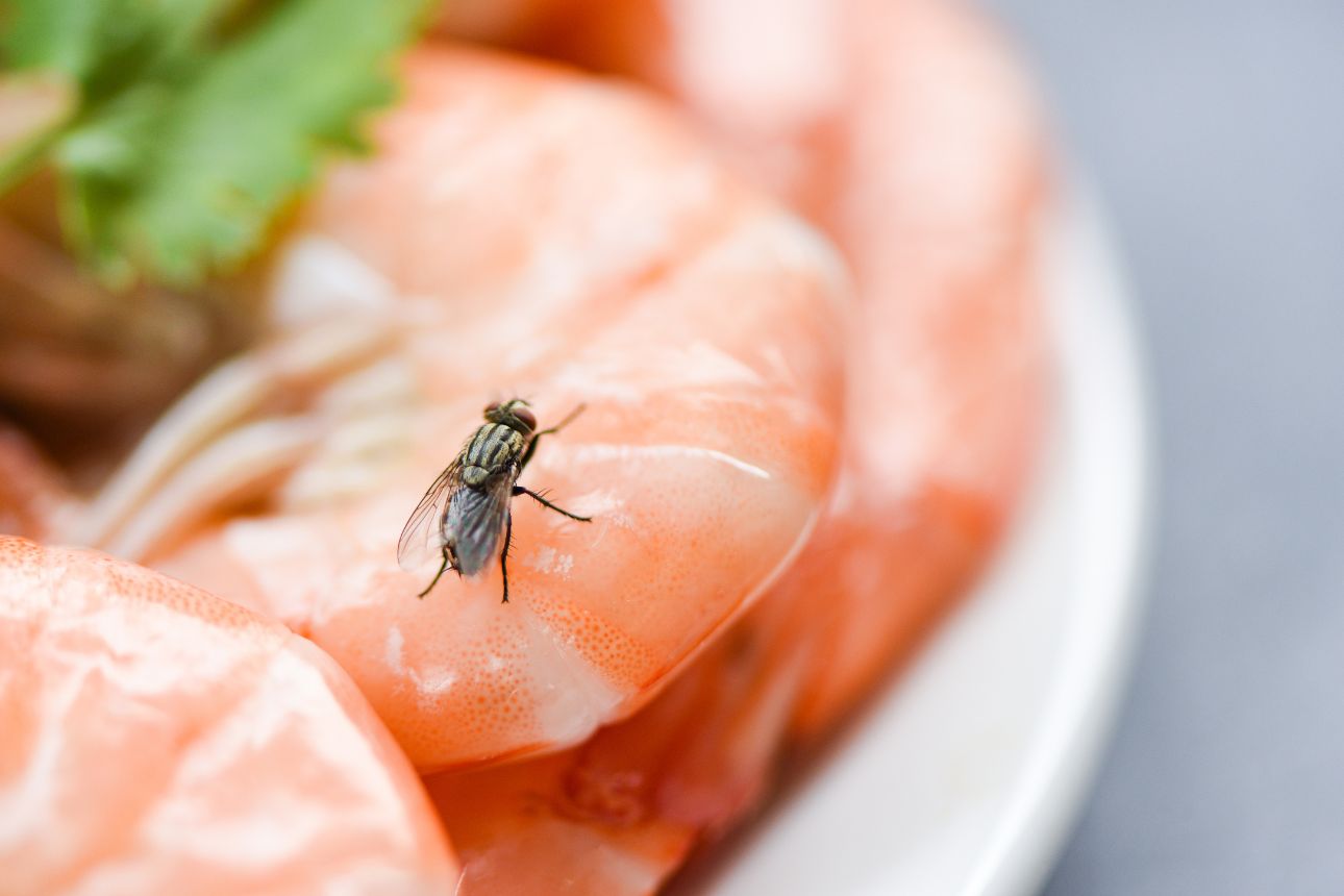 Image of a fly on a shrimp