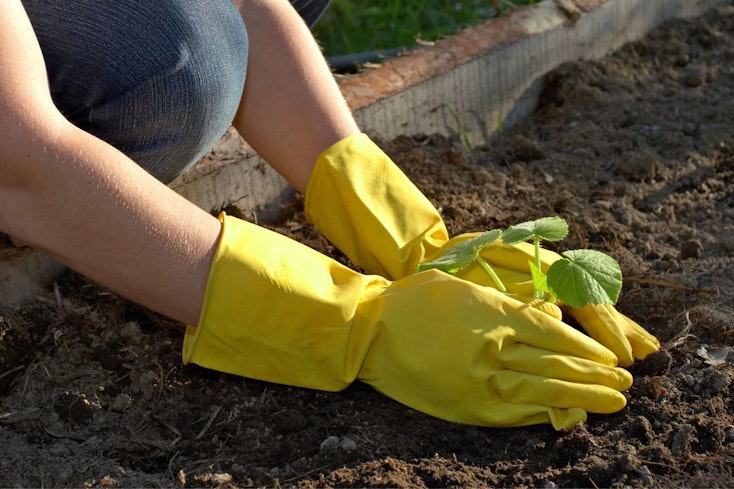 Image of a person planting in the garden