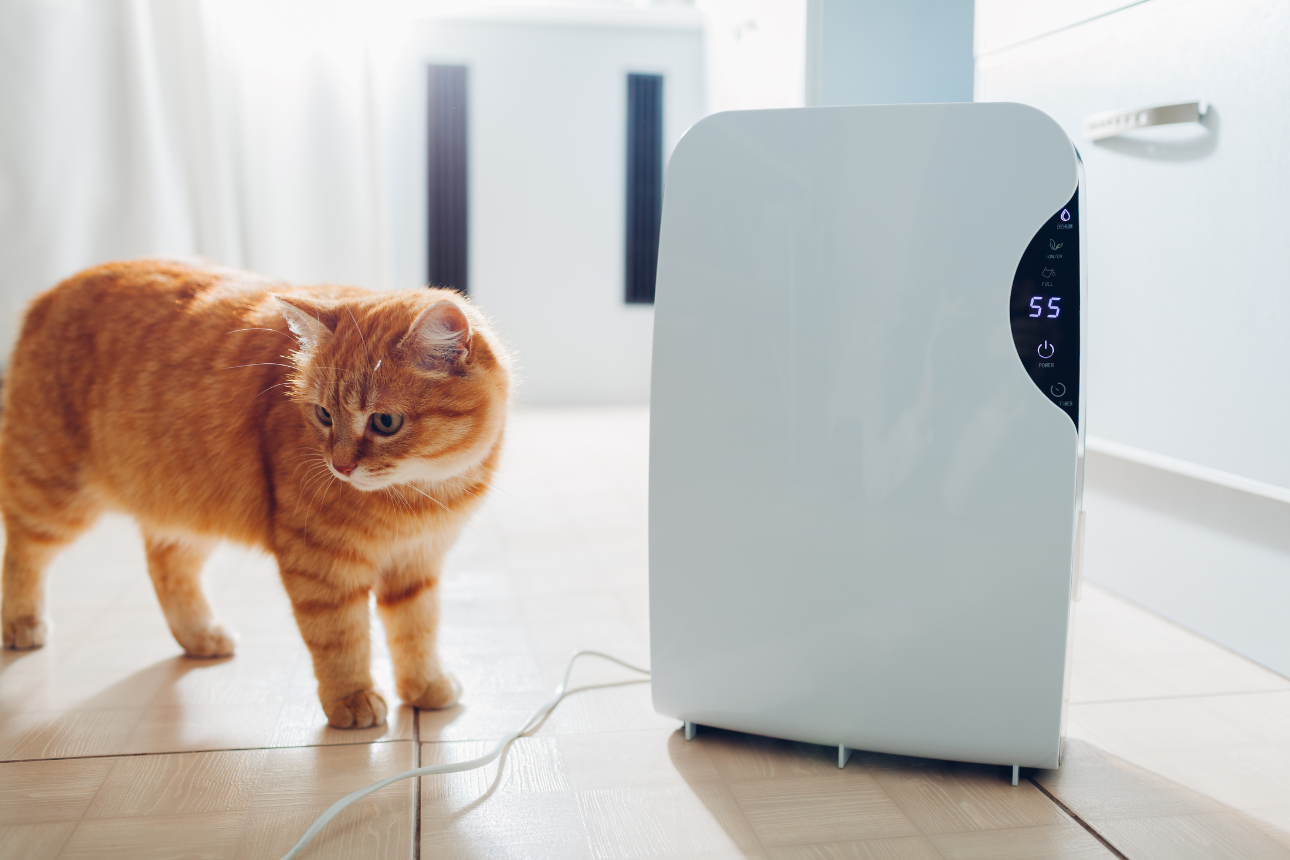 Image of a dehumidifier by a cat