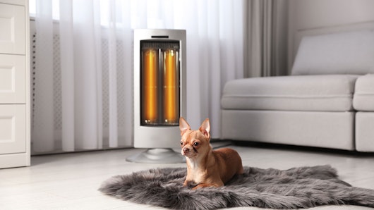 Image of a small dog next to an electric heater.