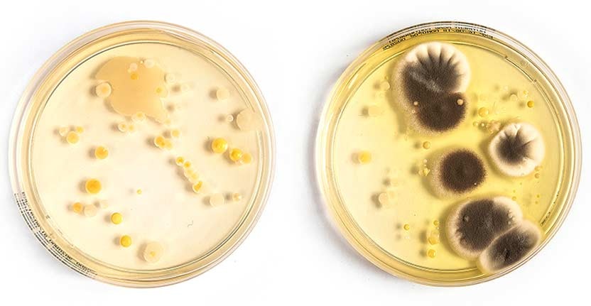 Two Petri dishes with bacteria growing on them.