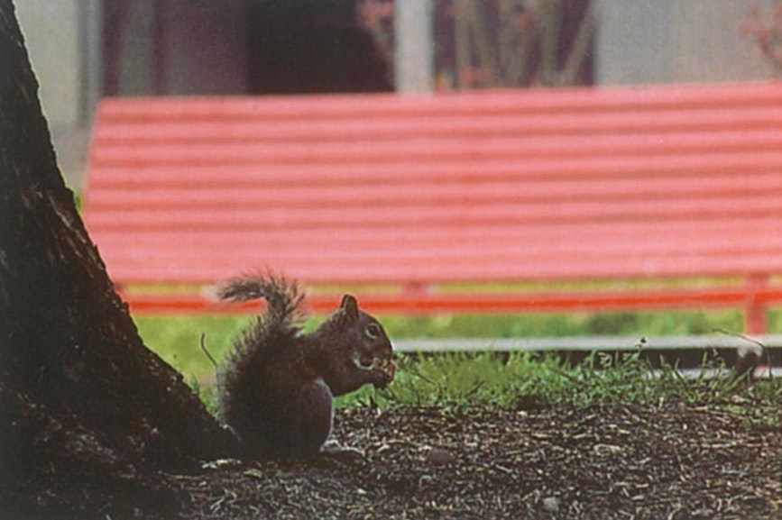 Photo of squirrel, printed with the HP Sprocket.