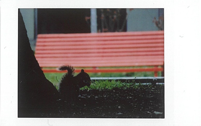 Photo of squirrel, printed with the Fujifilm Instax Mini Link.