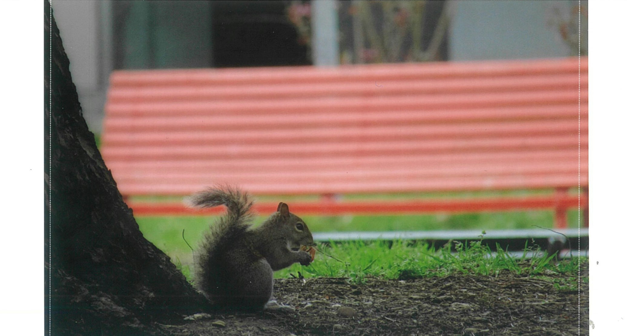 Photo of squirrel, printed with the Canon Selphy CP1300.