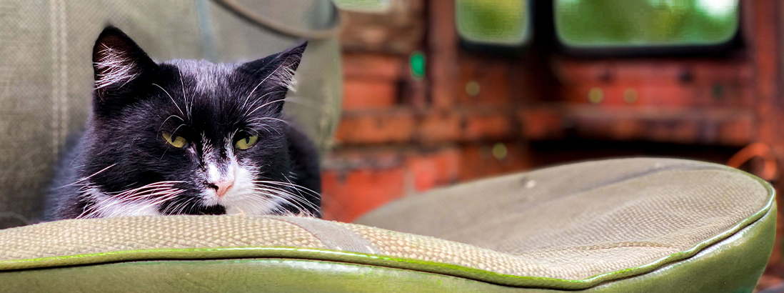 Older cat lying down on couch.