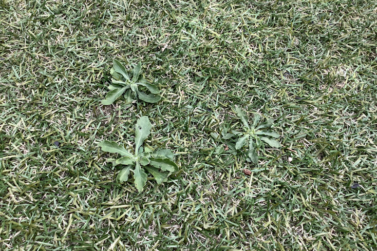 Image of weeds growing out of artificial turf