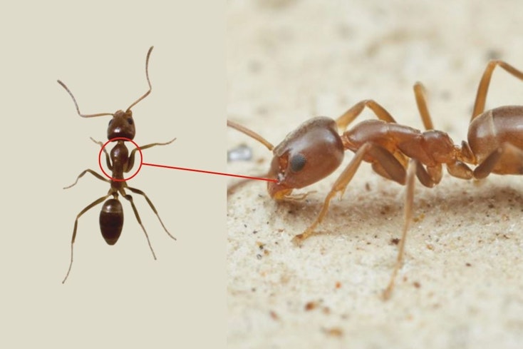 Image of argentine ants