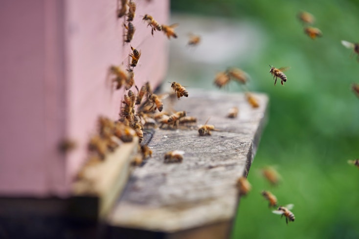 Image of bees