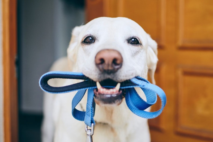 Image of a white dog with a blue leash in its mouth