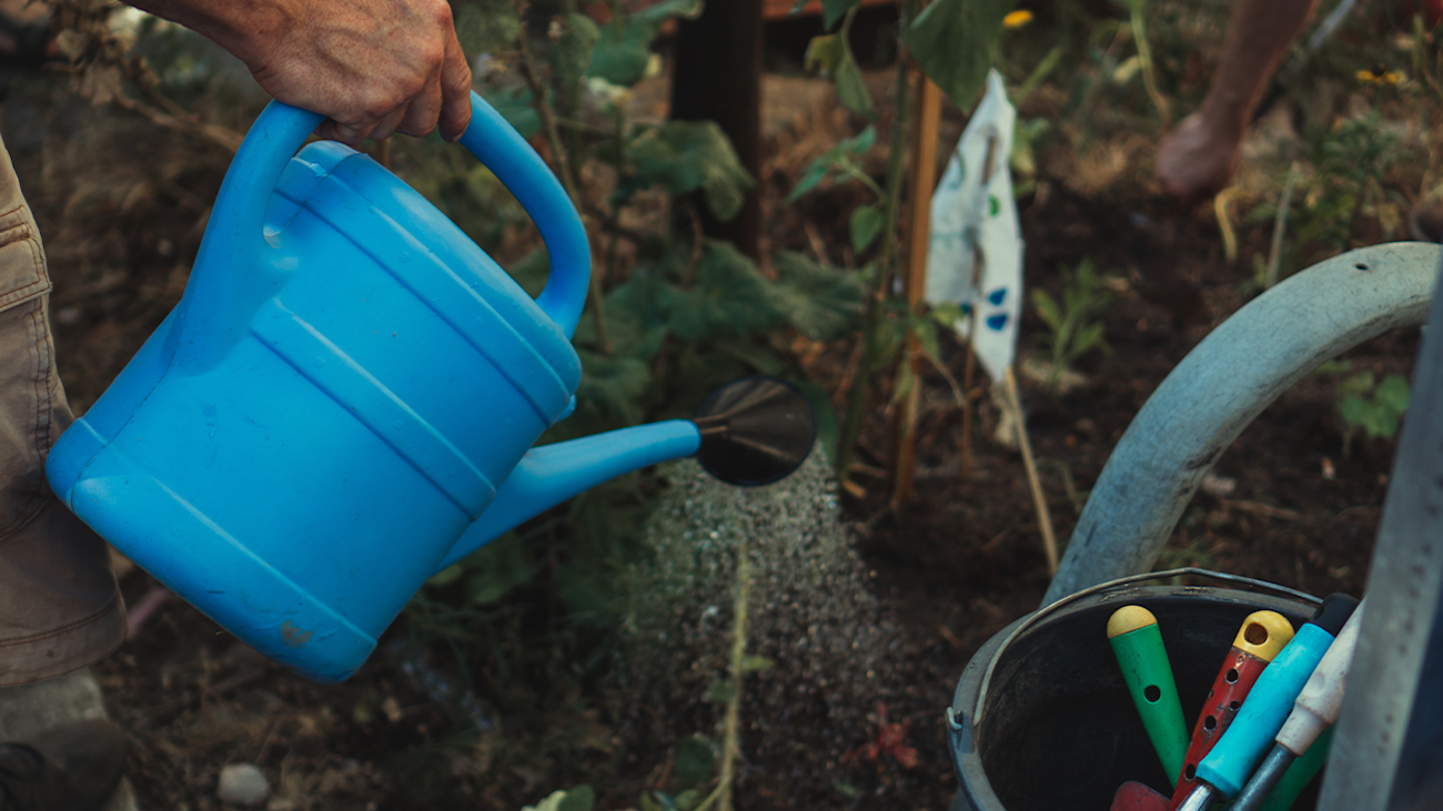 Person watering plants outside.