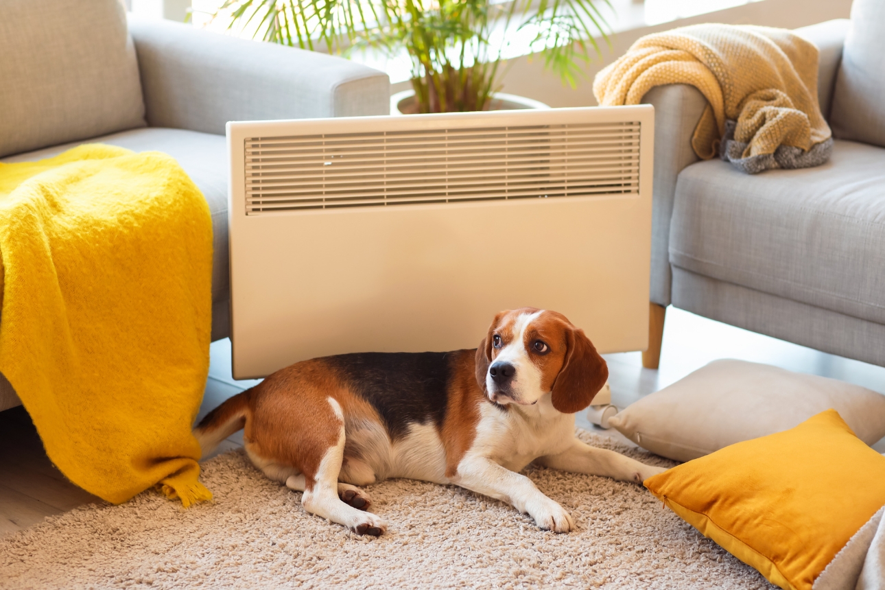 Dog in front of heater.