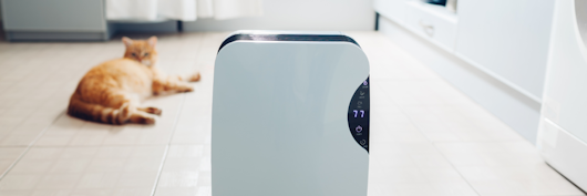 Image of a dehumidifier by a cat