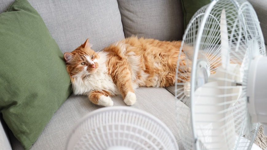 Fans cooling down cat on sofa.