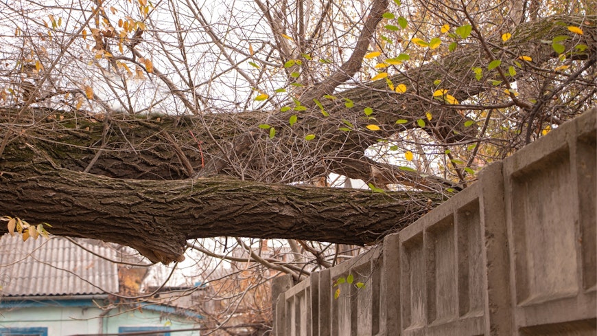 Tree growing over neighbour's fence.