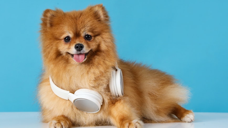 Dog wearing headphones.
